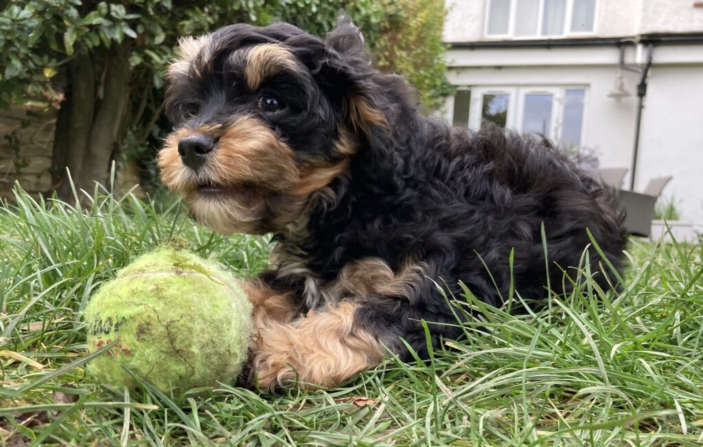 Enzo sitting with a tennis ball.